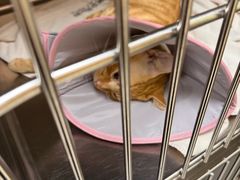 -瑞鹏宠物医院犬猫全科(真大分院)