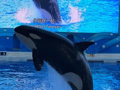 -上海海昌海洋公园