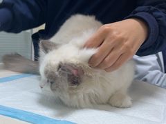 -全心全意连锁动物医院·微创中心·内科急重症·心脏专科(丰管路店)
