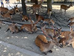 -奈良公园