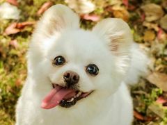-艾吉宠物医院·疑难杂症转诊中心·猫友好(碧江路院)