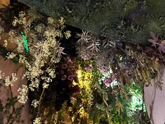 -雪灵魔法世界SHELLY’S TAROT(大良桂畔里店)