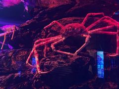-暹罗海洋世界