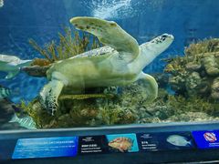 -上海海洋水族馆