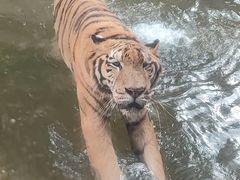 -深圳野生动物园