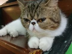 -李小姐の猫咖啡馆(五角场店)