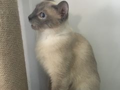 -吉丁鸟咖·异宠·寄养