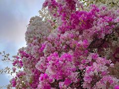 -深圳国际园林花卉博览园