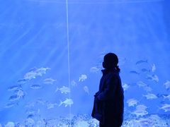 -哈尔滨波塞冬海底世界