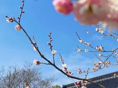 -梅花山(明孝陵内)