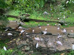 -吉隆坡雀鸟公园