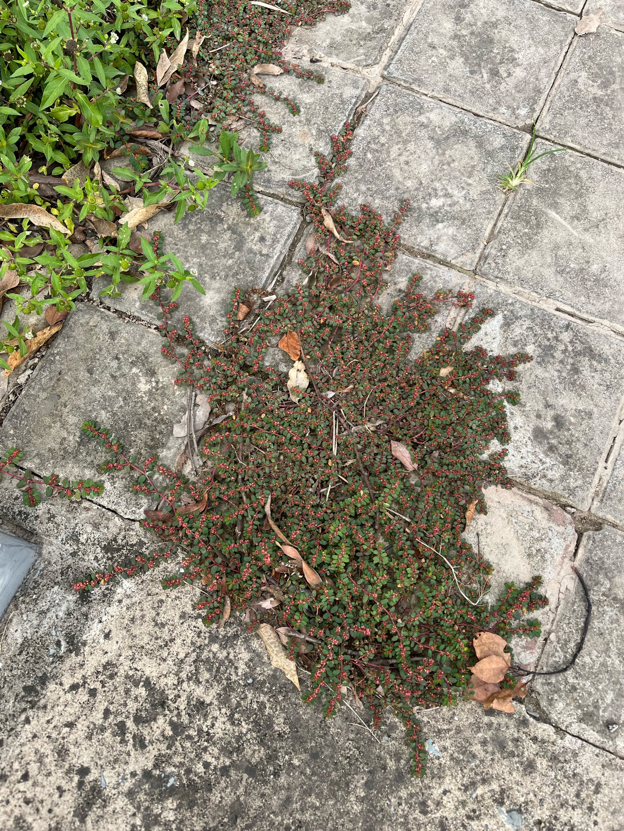 地锦草