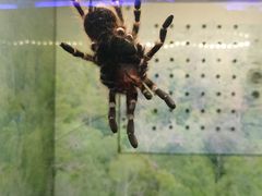 -上海大自然野生昆虫馆(东方明珠·爬宠昆虫探索中心)
