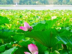 -莲花池公园