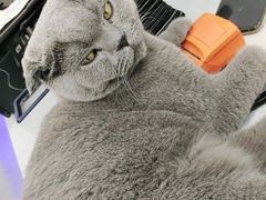 -喵园·猫主题咖啡厅·撸猫·猫咖(国贸店)