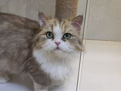 -十月米努特矮脚猫舍