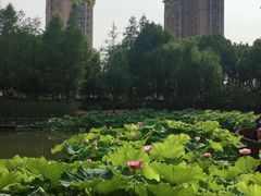 -陈家山荷花公园