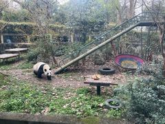 -成都动物园