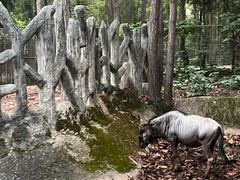 -清迈夜间动物园