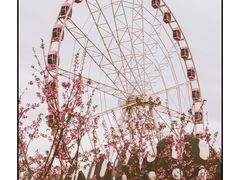 -顾村公园