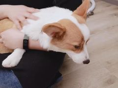 -浣熊柯尔鸭土拨鼠·电玩咖