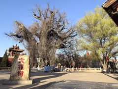 -大槐树寻根祭祖园