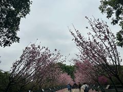 -观澜湖生态运动公社