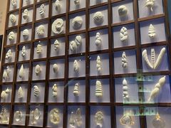 -贝林大翅鲸简餐厅(国家海洋博物馆店)