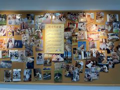 -翊宠yipet猫狗购宠庄园犬舍•猫舍