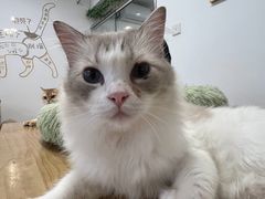 -有喵·猫咖·狗咖·30几只猫10只小狗(岗厦店)