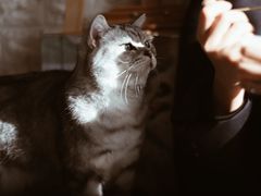 -平行世界·猫咖(首经贸店)