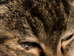 -纳吉亚猫专科动物医院(康都外科中心)