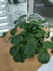 -上海漾颜医疗美容