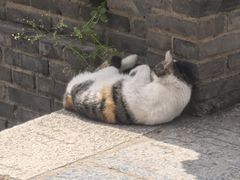 -长春观