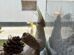 -吉丁鸟咖·异宠·寄养