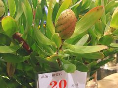 -豆豆花艺(新光天地店)