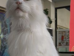 -猫小院猫主题餐厅(南锣旗舰店)