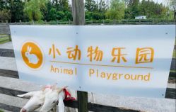 点击看大图 -前小桔亲子创意农场·草莓采摘·露营烧烤