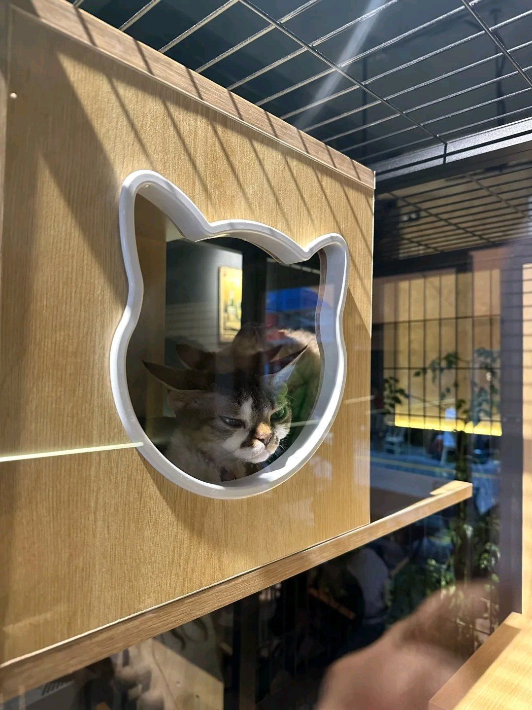 青云市集的猫咖