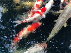 -苏城小院·园林精致苏州菜(斜塘老街店)