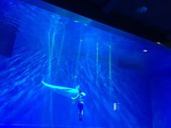 -芜湖新华联大白鲸海洋公园