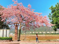 -风云岭森林公园