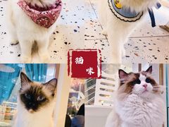 -喵喵咪呀布偶猫咖(春熙路店)