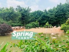 -广州长隆飞鸟乐园