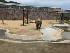 -青岛森林野生动物世界