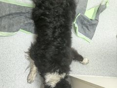 -康成宠物医院24H·CT·核磁共振