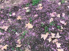 -武汉大学-樱园