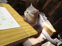 -猫色咖啡·猫咖