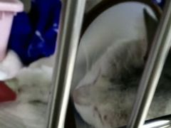 -爱侣·安琦尔宠物医院·中兽医针灸·心内科·狂犬免疫点(宝山区院)