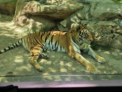 -北京野生动物园